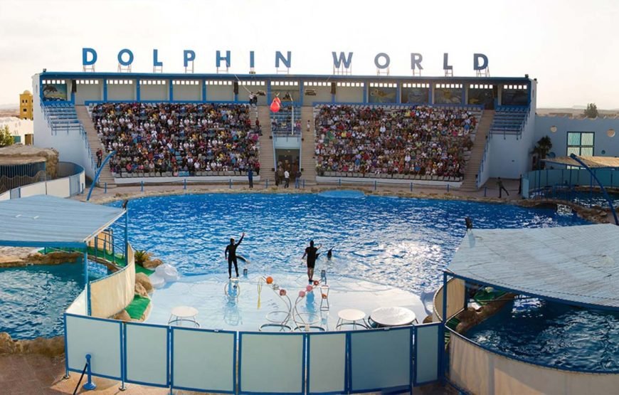Dolphin Show (2 Hours) Excursion in Egypt
