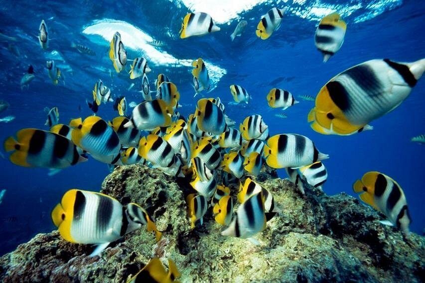 Grand Aquarium Hurghada Excursion in Egypt